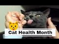 Cat-Health-Month