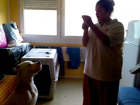 dogue argentin