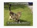 Learn English Fun: The Three Legged Cat Limerick 