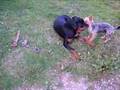 balka et malcom
