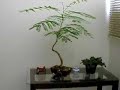 bonsai flamboyant