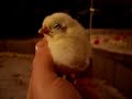 3 day old baby chicken