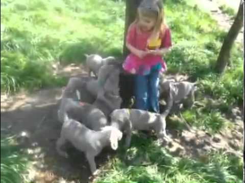 Come visit our Farm raised pups!!!