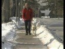 Guide Dog Training : Guide Dogs for Blind &amp; Visually Impaired