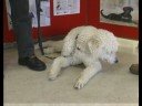 Guide Dog Training : Guide Dogs for Blind & Visually Impaired