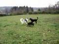 Borzoi video