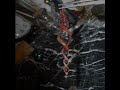 maggs_creations_icicle_ornament.wmv