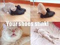 Funny Cats Part 2