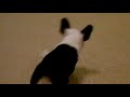 Ollie, The French bulldog chasing a remote controlled mouse