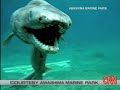 Frilled Shark Frilled Shark