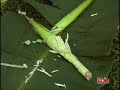DOLE Banana Growing and Planting DOLE Banana Growing and Planting