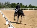 Clydesdale Dressage Test Clydesdale Dressage Test