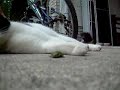 Cat plays with frog Cat plays with frog