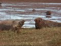 Grey seals of Donna Nook