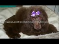 Reiki for Animals σε συνεργασεία με το Pet Shop Healthy & Beauty