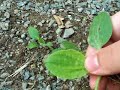 Edible and Medicinal Plants : Plantain