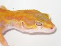 Tremper Albino, Enigma Albino, and Raptor Leopard Geckos HQ