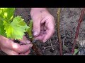 Видео - Зелёная прививка винограда