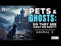 Part 1 Ghostly Creatures - Animal X Natural Mystery Unit