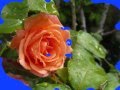 videos de Die Sprache der Rosen