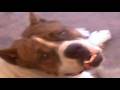 boxer/san bernardo vs basset hound