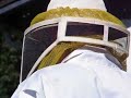 Collecting Honeybee Swarm