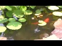 Koi Pond