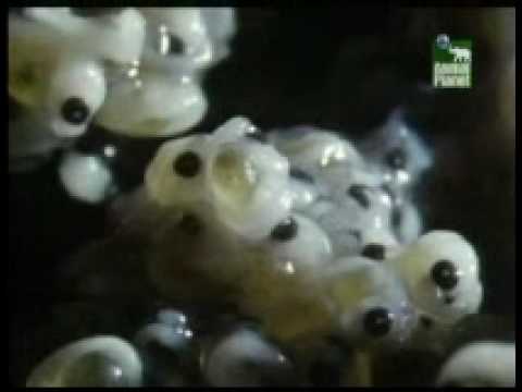 Top 10 de los mejores padres en el reino animal (5 de 5)