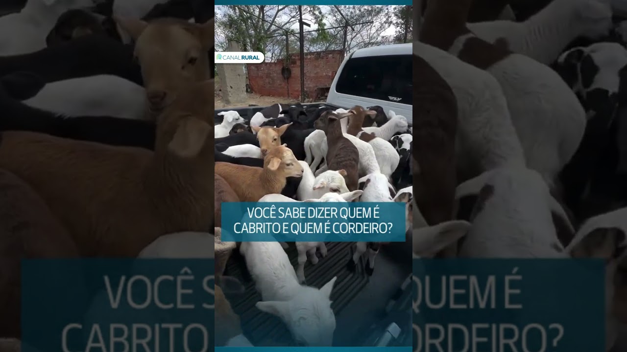 Você sabe dizer quem é cabrito e quem é cordeiro?