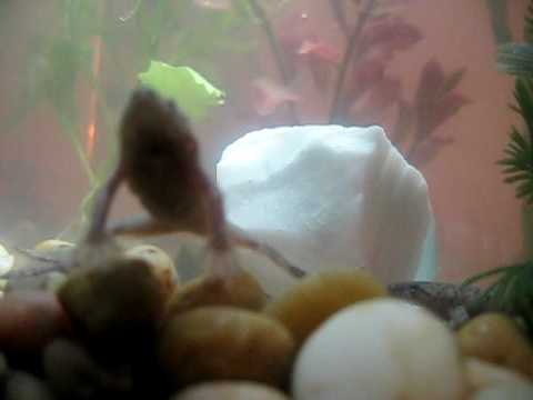 how to cure bloat in african dwarf frogs