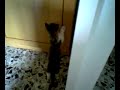 Gatto Gatto