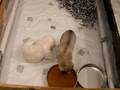 Sash Pickens' pupies 13