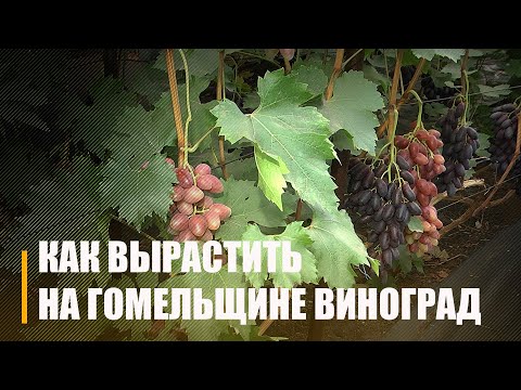 Ужо і не экзотыка. На Гомельшчыне сабралі вялікі ўраджай вінаграду видео