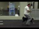Petsafe Agility - Timm and Suesse