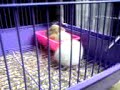 hamster circus