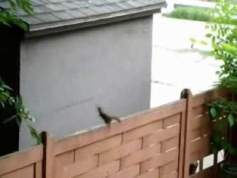 Squirrel Jump Fail