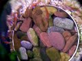 Notropis Chrosomus Regenbogenelritze Ablaichen