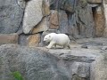 Knut im Juni 2007