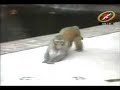 videos de animales