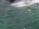 SUP Waikiki SAMPLE
