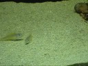 Xenotilapia flavipinnis \"Mpulungu\" mating Xenotilapia flavipinnis \"Mpulungu\" mating