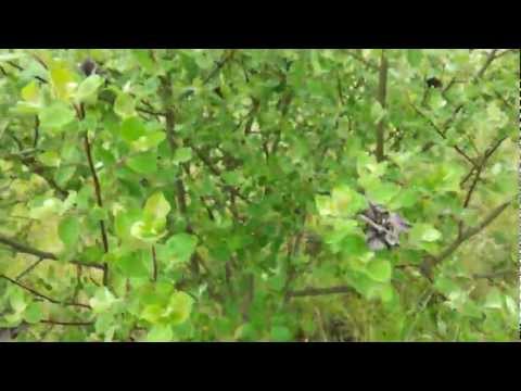 how to transplant scrub oak