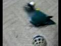 えびちゃんとしゃべるインコ