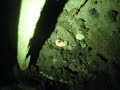 weird glow bug.