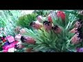 We are a Family Owned Floral Shop in Manhattan NYC.We specialize in every event weddings,birthday,Bah Mitzvah,Bat Mitzvah,corporate,events,funerals,parties estab 1910