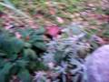 Giardino invernale