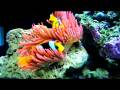 videos de Rose Anemone