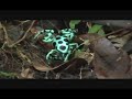Dendrobates auratus Frog fight!