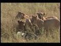 Lion vs Hyena Pack