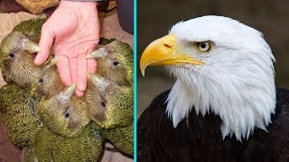 5 Animals Saved from Extinction by Humans